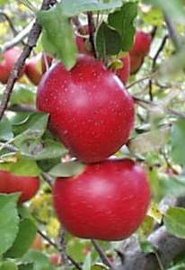 tayberries.jpg - 2008 Bytes