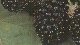 peas.gif - 1214 Bytes