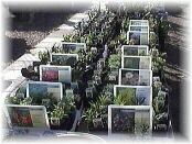 plants12.jpg - 9107 bytes