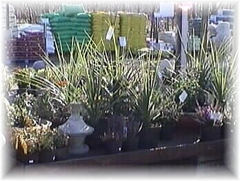 plants13.jpg - 33276 bytes