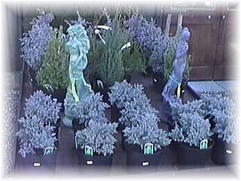 plants2.jpg - 31008 bytes