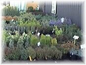 plants3.jpg - 8582 bytes