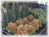 plants5.jpg - 10004 bytes