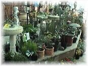 plants9.jpg - 10435 bytes