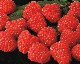 redcurrents.jpg - 2529 Bytes
