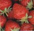 strawbs.jpg - 1946 Bytes